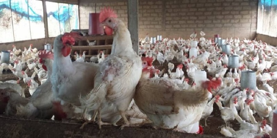 Togo: Des cas positifs de grippe aviaire d&eacute;tect&eacute;s dans les savanes