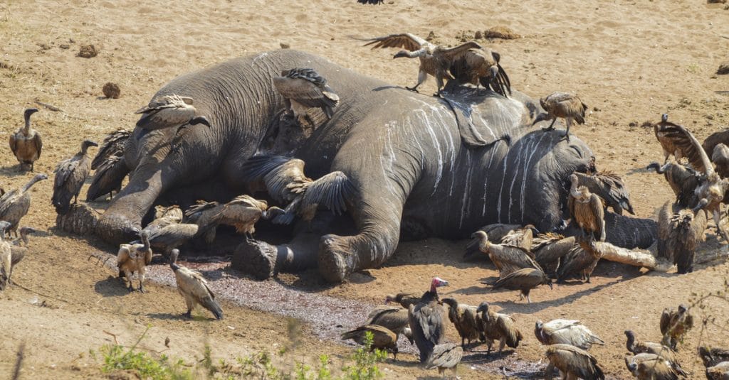 Chute de la population d'éléphants d'Afrique de 70 % : la guerre de l’ivoire, le braconnage et la déforestation au banc des accusés