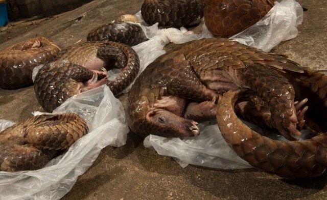 Dangereux et destructif des pangolins responsables de la santé de l’écosystème