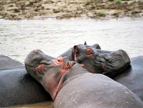 Trafic illicite des hippopotames en Afrique : de l’importance d’engager une course contre la montre pour sauver l’espèce en détresse