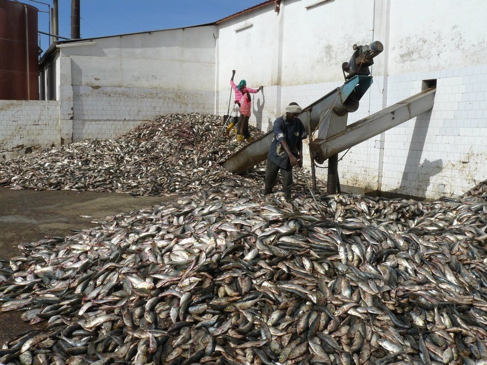 OTR: Cargaison de poissons avari&eacute;s, non, le Togo n'en a pas enregistr&eacute; !
